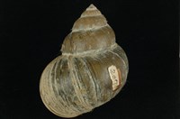 藏品(圓田螺)的圖片